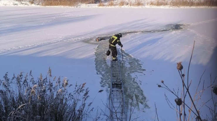 В Тверской области сотрудники МЧС спасли провалившегося под лёд оленя - новости ТИА