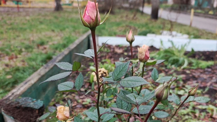В декабре на клумбах в Твери распускаются розы - новости ТИА