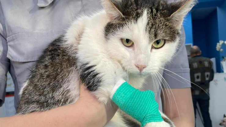 В Твери сбитую машиной кошку Мусю со множественными переломами прооперировали - новости ТИА