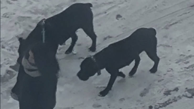 В Твери две бойцовские собаки загрызли шпица на поводке на глазах у детей - новости ТИА