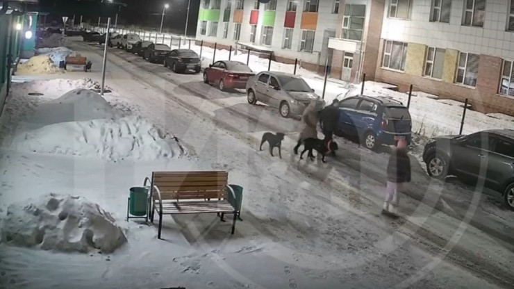 Появилось видео нападения двух собак без намордника на мужчину с ребёнком и шпицем - новости ТИА