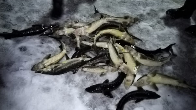 В Тверской области поймали браконьера, который сетями ловил рыбу семейства осетровых - новости ТИА