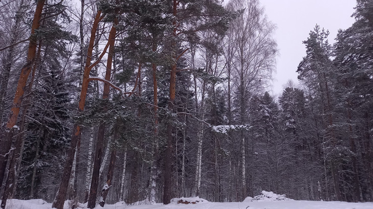 В 2024 году все леса Тверской области покроет мониторинг из космоса - новости ТИА