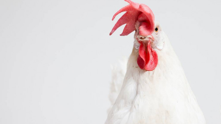 Тверские специалисты нашли ДНК курицы в говяжьих сардельках - новости ТИА