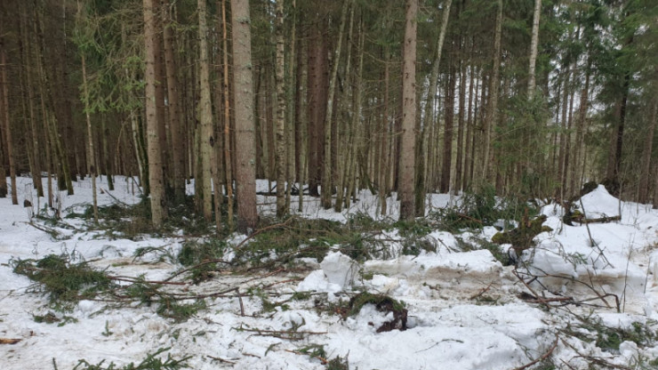 В Тверской области мужчина незаконно вырубил деревьев на 700 тысяч рублей - новости ТИА
