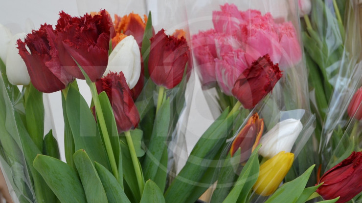Тверские специалисты рассказали, как выбрать хорошие цветы к 8 Марта - новости ТИА