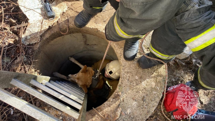 В Тверской области спасатели вытащили собаку из канализационного колодца - новости ТИА