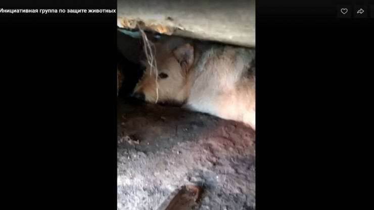 В Твери зооволонтёры для отлова бездомных собак используют духовую трубку - новости ТИА