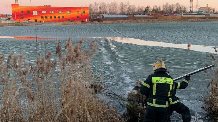 В Тверской области спасатели вытащили провалившуюся под лед собаку - новости ТИА
