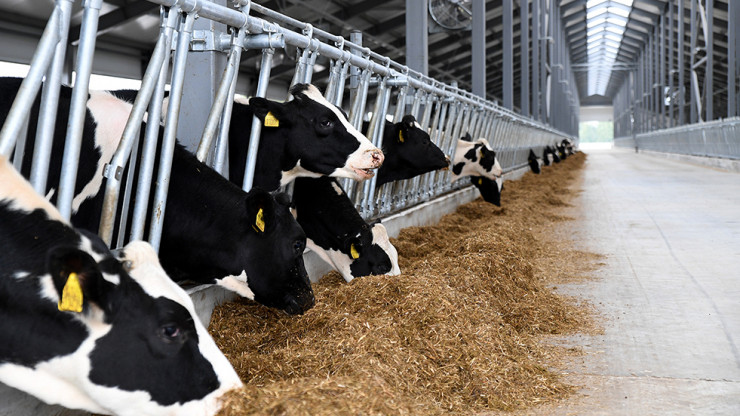 Производителям молока в Верхневолжье компенсируют часть затрат - новости ТИА