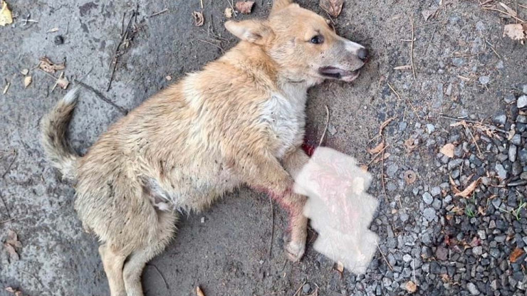 В Твери спасают щенка с раздробленной лапой - новости ТИА