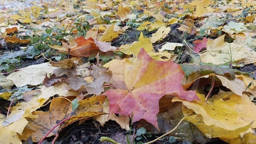 Фото из архива ТИА