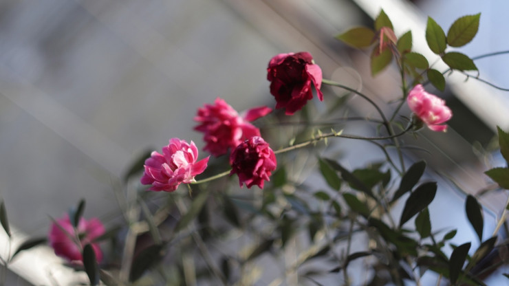 В Ботаническом саду Твери продолжают цвести китайские розы - новости ТИА