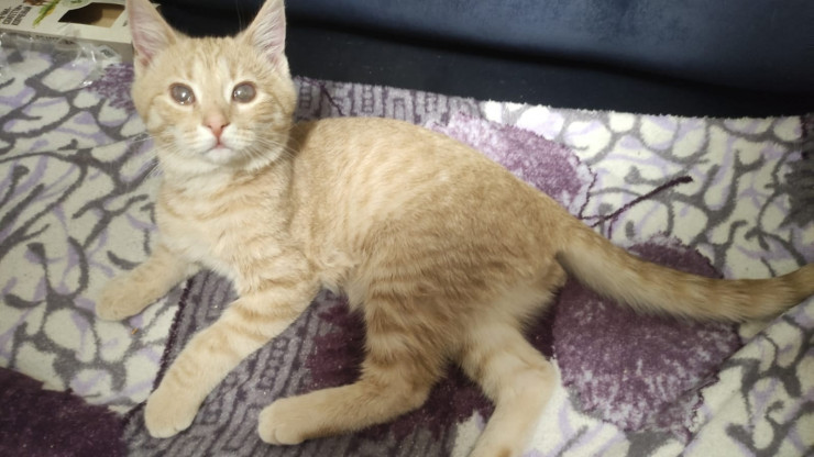 В Твери "почтальон" Инициативки котенок Помпончик нашел семью и получил новое имя - новости ТИА