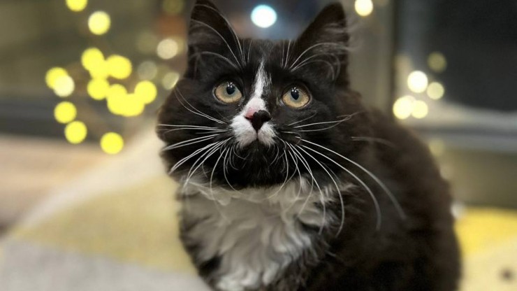 В Твери Инициативка приглашает на усатую выставку с подарками - новости ТИА