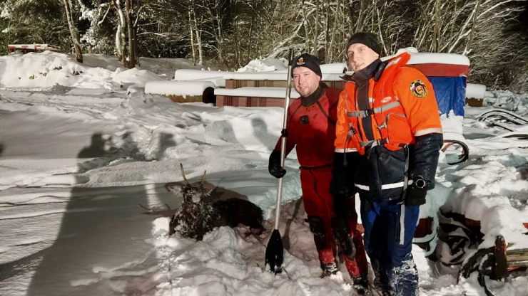 Под Тверью с плывущей льдины спасли косулю - новости ТИА