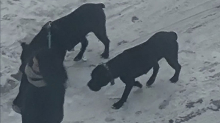 Полиция проводит проверку после того, как две собаки загрызли шпица в Твери - новости ТИА