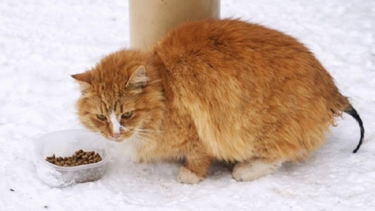В Твери кот с сухой гангреной пытался выжить в мороз на улице - новости ТИА