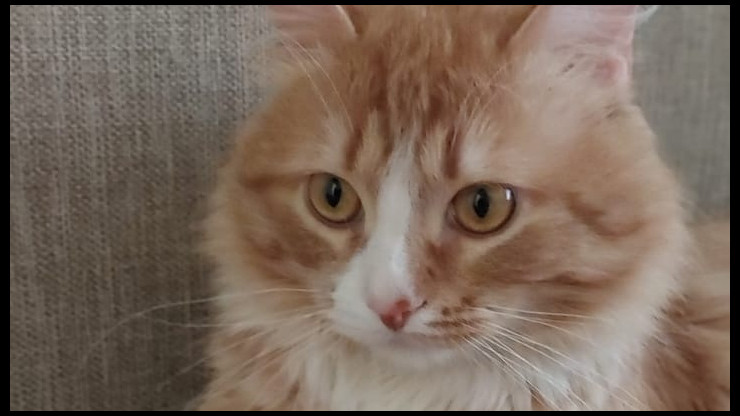Спасённый уличный кот с отмороженным ухом обрёл своё имя и новый дом - новости ТИА