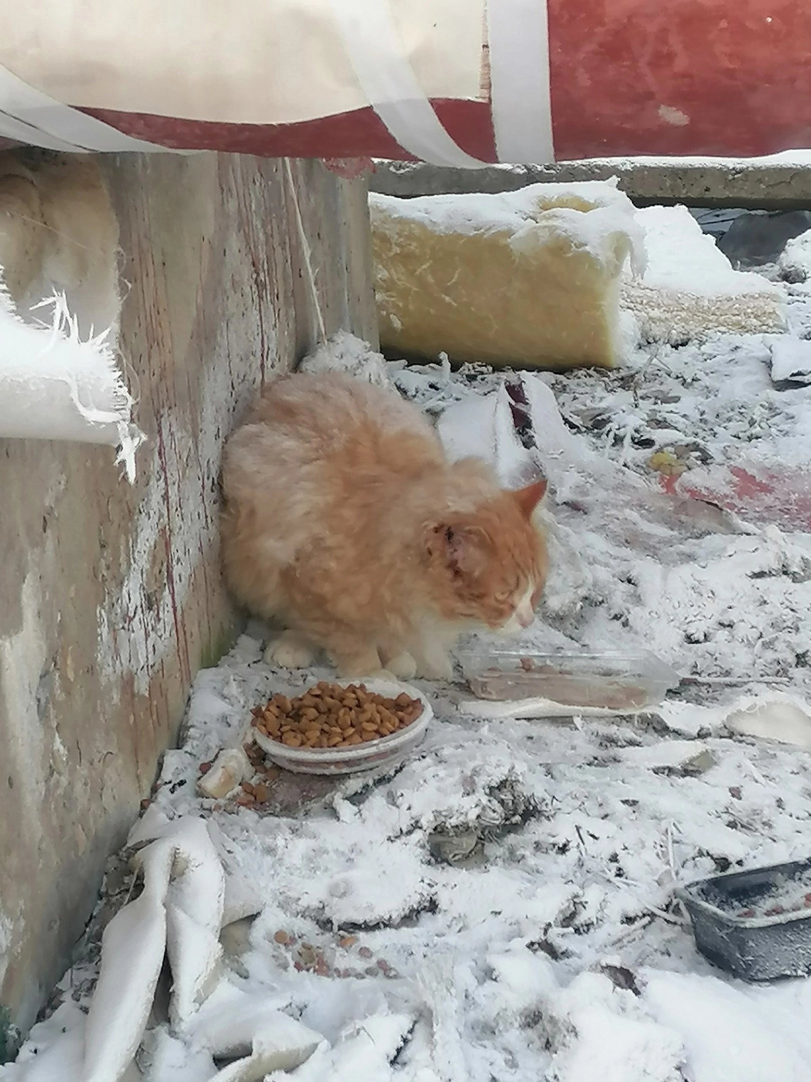 Спасённый уличный кот с отмороженным ухом обрёл своё имя и новый дом |  07.03.2024 | Тверь - БезФормата