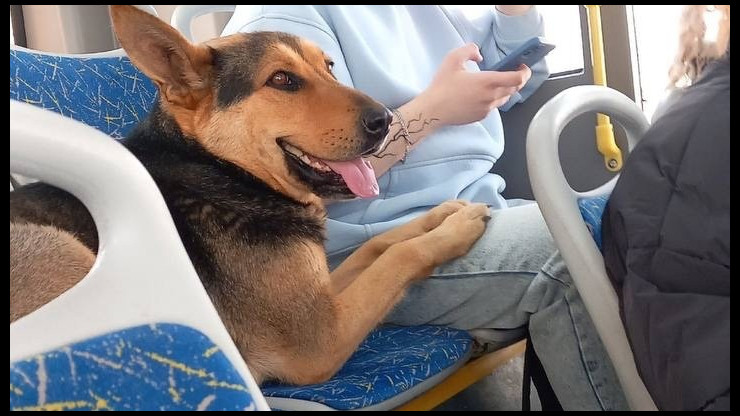 Тверские зоозащитники нашли собаку-путешественницу, которая каталась в автобусах - новости ТИА