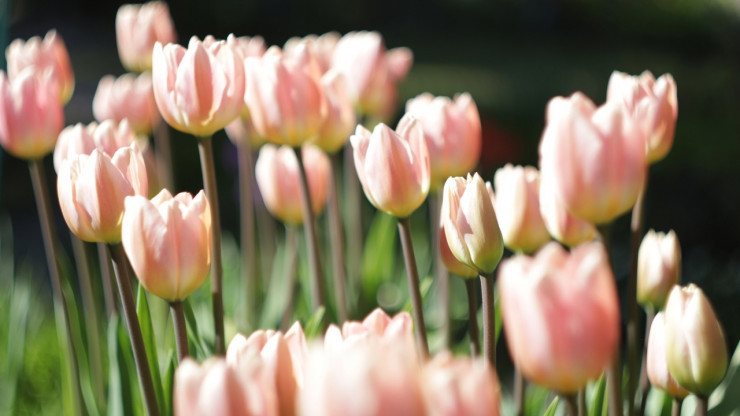 В ботаническом саду Твери пройдёт весенний праздник "Бал тюльпанов" - новости ТИА