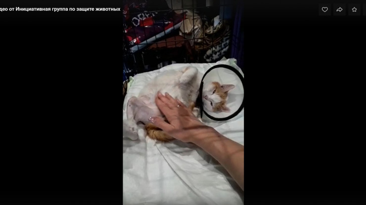 Спасённый зооволонтёрами кот Губик после ампутации лапы уже поправляется - новости ТИА
