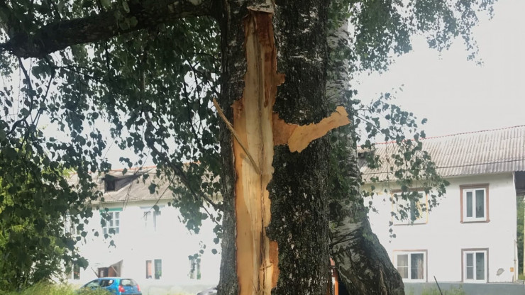 Во дворе в посёлке Редкино молния ударила в дерево - новости ТИА