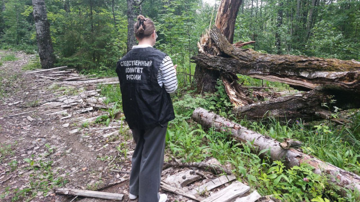 В Тверской области на подростка упало дерево, он получил серьезные травмы - новости ТИА