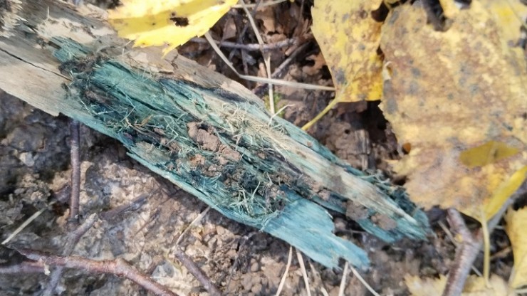 Стало известно, кто "полил зеленкой" коряги в тверском лесу - новости ТИА