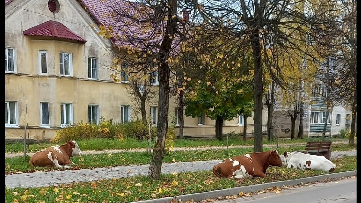 По городу Тверской области гуляют коровы - новости ТИА