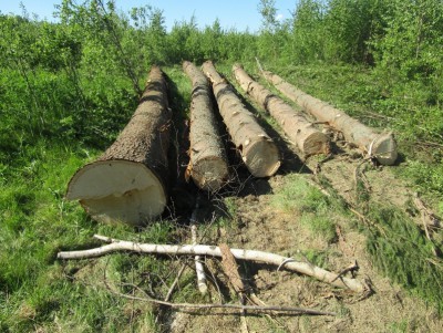 В Тверской области "чёрный" лесоруб напилил деревьев на 150 000 рублей - Новости ТИА