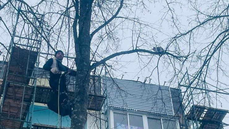 В Тверской области двое мужчин сняли с дерева замёрзшую кошку - новости ТИА