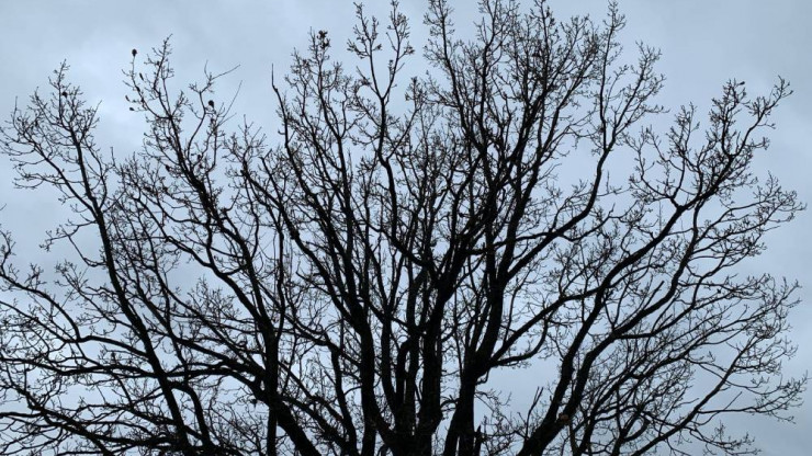Тверской ботанический сад начал конкурс фотонаблюдений за деревьями - новости ТИА
