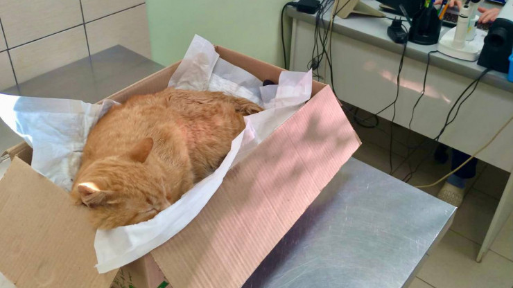 Сбитый на Соминке кот Апельсин начал идти на поправку - новости ТИА