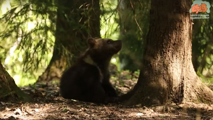 В Центре спасения медвежат-сирот выложили видео игр подопечных - новости ТИА