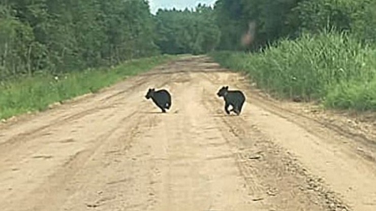 В Тверской области медвежата перебегают дорогу перед машинами - новости ТИА