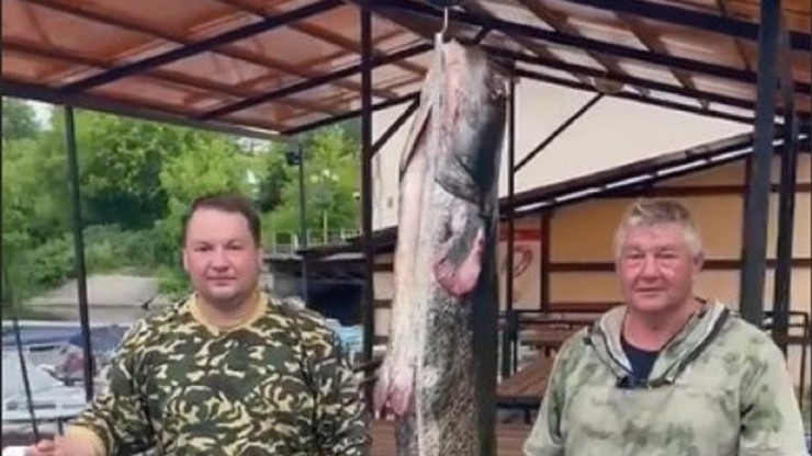 В Тверской области поймали двухметрового сома - новости ТИА