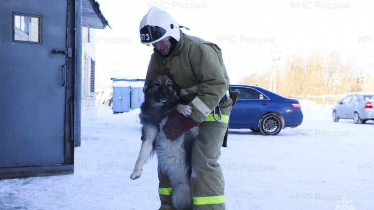 В пожарной части Твери живет пёс Вася, спасенный сотрудниками МЧС - новости ТИА