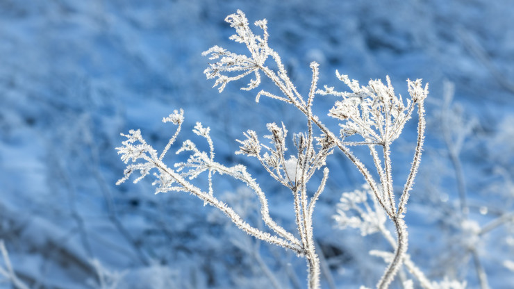 В Тверскую область к концу недели снова вернутся сильные морозы - новости ТИА