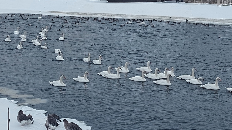 В Тверской области на реке зимует стая лебедей - новости ТИА