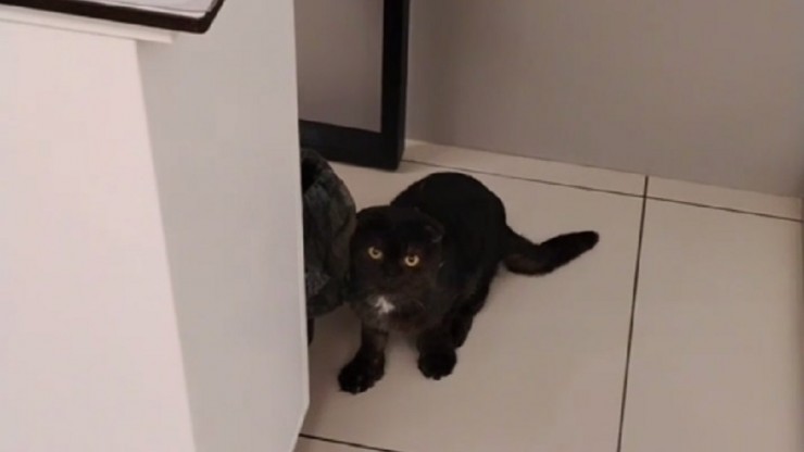 Тверские волонтеры спасают кота, который пытался выжить в лесу - новости ТИА