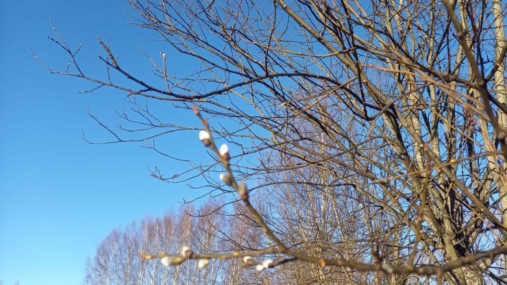 В Тверской области потеплеет до +1, пройдет дождь - новости ТИА