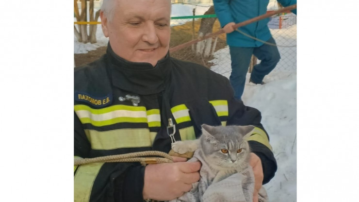 В Твери пожарные сняли кошку с высокого тонкого дерева - новости ТИА