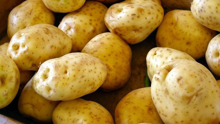 Тверские специалисты рассказали, как подготовить картофель к посадке - новости ТИА