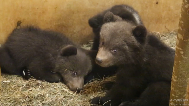 Тверские биологи опубликовали новое видео о жизни подопечных медвежат-сирот - новости ТИА