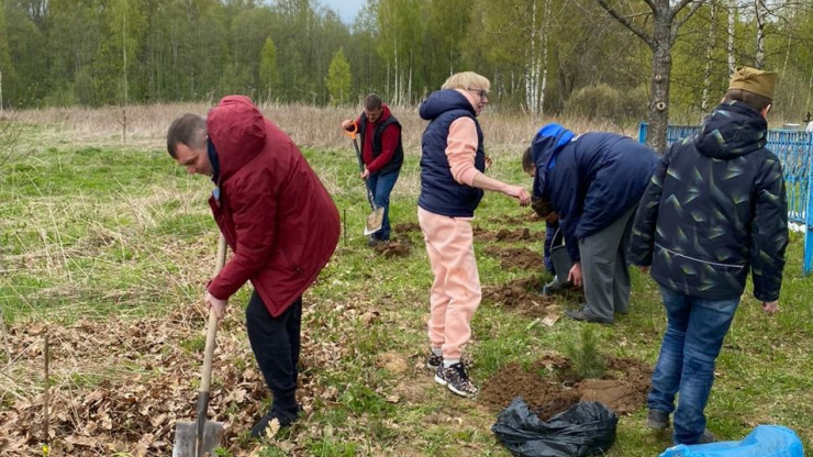 В Ржевском района  в деревне Мончалово высадили кедровую аллею на кладбище - новости ТИА