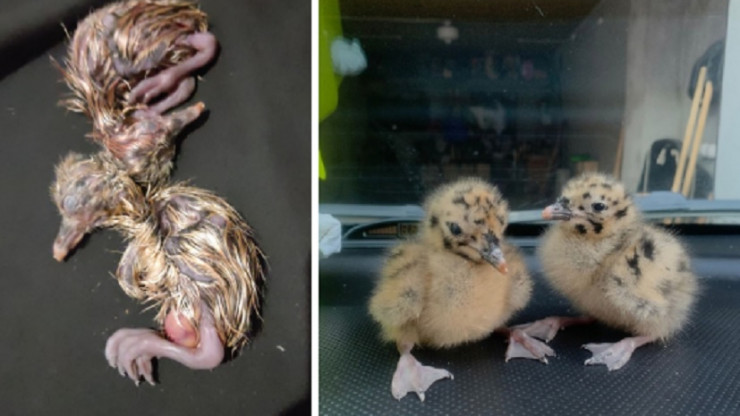 В Твери волонтеры спасают двух новорожденных птенцов чайки - новости ТИА