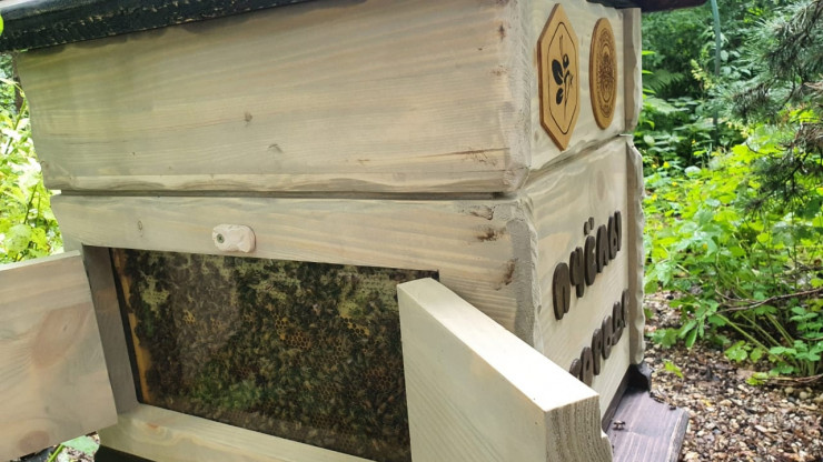 В ботаническом саду Твери поселились дружелюбные пчёлы - новости ТИА