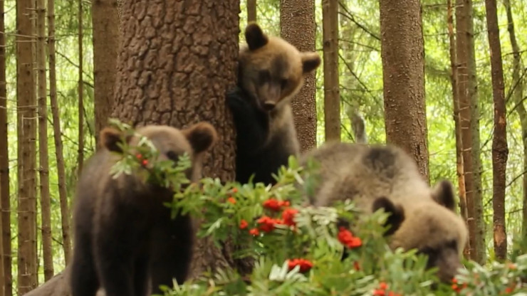 Медвежата в тверском Центре съели уже восемь тонн яблок - новости ТИА